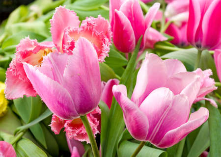different beautiful flowers in park close-upの写真素材