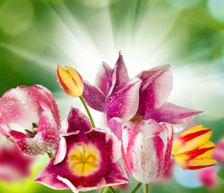 different beautiful flowers in park close-upの写真素材
