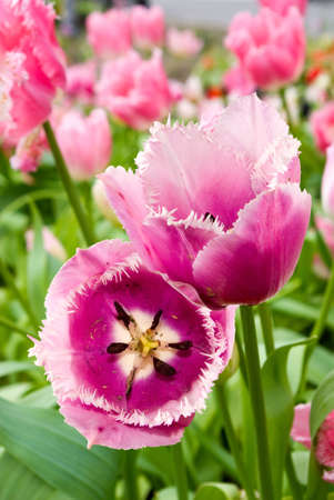 different beautiful flowers in park close-upの写真素材
