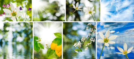 image of mix of flowers in the garden closeupの写真素材