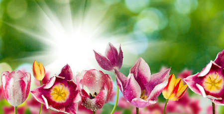 different beautiful flowers in park close-upの写真素材