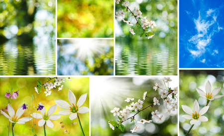 image of mix of flowers in the garden closeupの写真素材