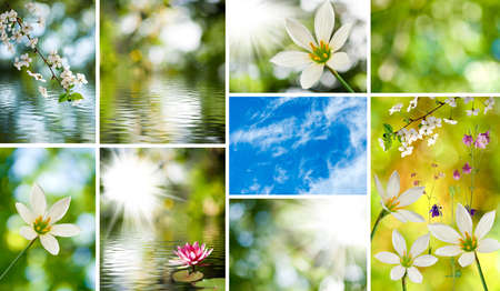 image of mix of flowers in the garden closeupの写真素材