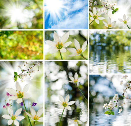 image of mix of flowers in the garden closeupの写真素材