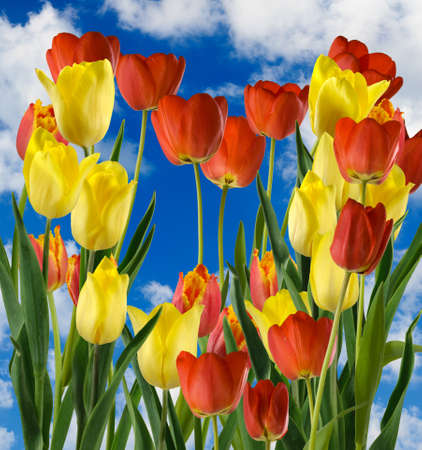 image of many flower in the garden close upの写真素材