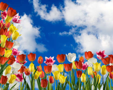 image of many flower in the garden close upの写真素材