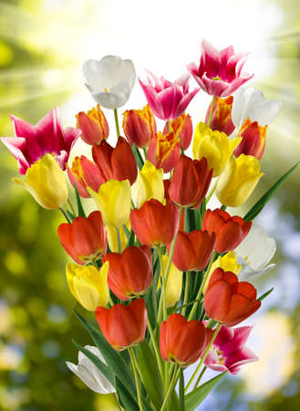 image of many flower in the garden close upの写真素材