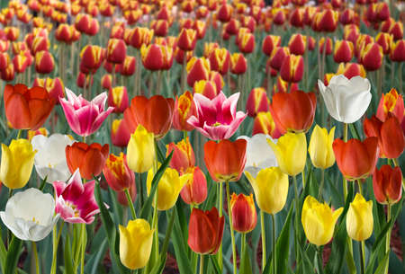 image of many flower in the garden close upの写真素材
