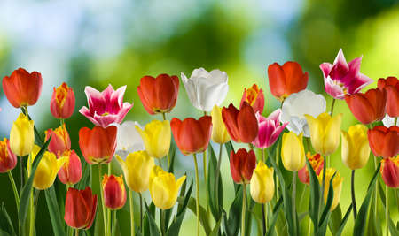 image of many flower in the garden close upの写真素材