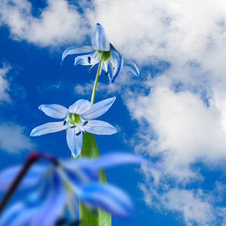 image of beautiful flowers closeupの写真素材