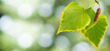 image of leaves on a tree closeupの写真素材