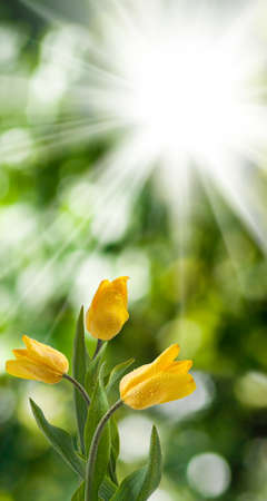 image of tulips in the garden close up