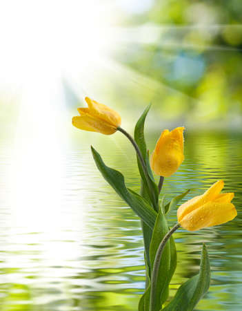 image of tulips in the garden close upの写真素材