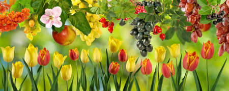 image of flowers and fruits in the garden closeupの写真素材