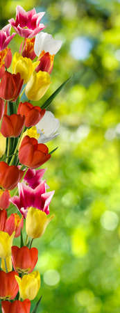 image of flowers in the garden close upの写真素材