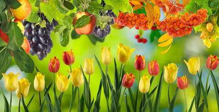 image of flowers and fruits in the garden closeupの写真素材