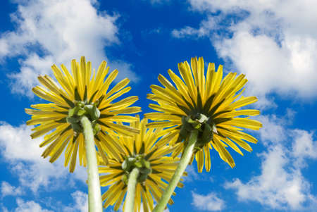 image of beautiful flowers against the sky closeupの写真素材