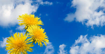 image of beautiful flowers against the sky closeupの写真素材