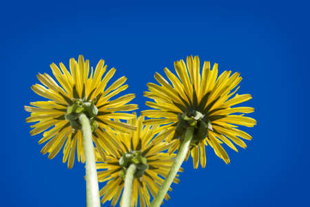 image of beautiful flowers against the sky closeupの写真素材