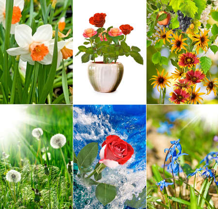 image of beautiful flowers close upの写真素材