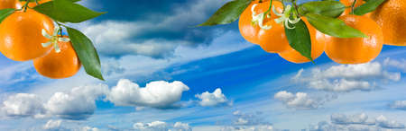 image of ripe sweet tangerine close upの写真素材
