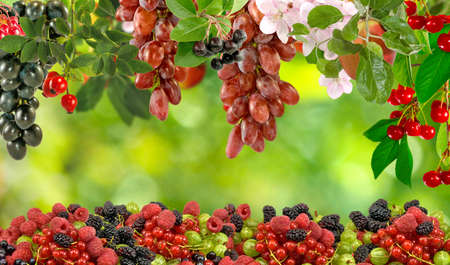 image of different fruits in the garden closeupの写真素材