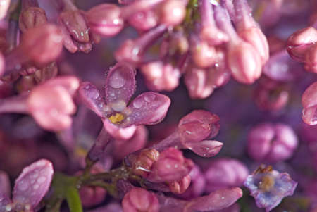 image of beautiful flowers close upの写真素材