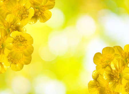 Image of beautiful flowers in the garden closeupの写真素材