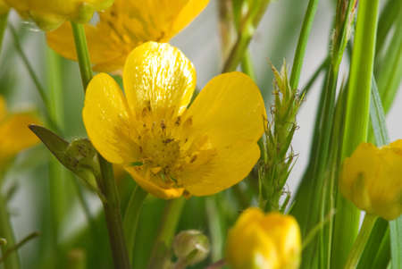 Image of beautiful flowers in the garden closeupの写真素材