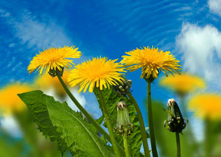 Image of beautiful flowers in the garden closeupの写真素材