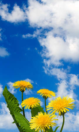Image of beautiful flowers in the garden closeupの写真素材