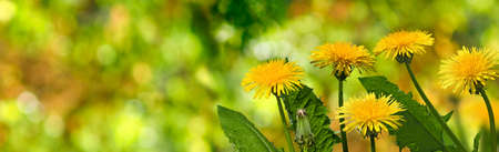 Image of beautiful flowers in the garden closeupの写真素材
