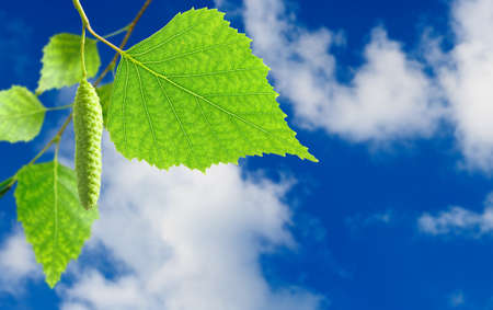 image of a branch with leaves on sky background close upの写真素材