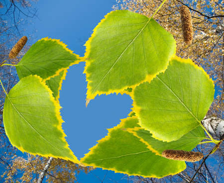 image of a branch with leaves on sky background close upの写真素材
