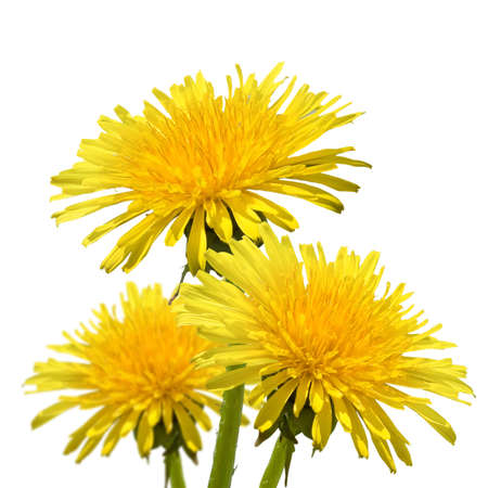 Isolated image of a dandelion flower closeupの写真素材