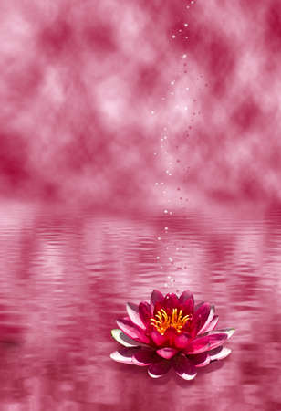 image of a lotus flower on the waterの写真素材