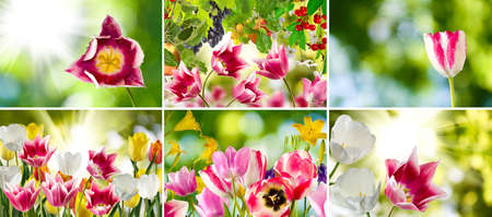 image of beautiful flowers in the garden close upの写真素材