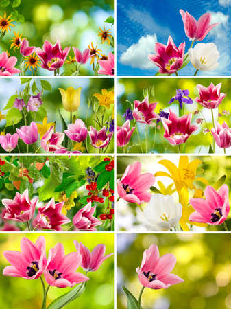 image of beautiful flowers in the garden close upの写真素材