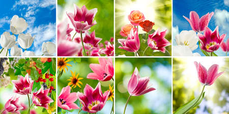 image of beautiful flowers in the garden close upの写真素材