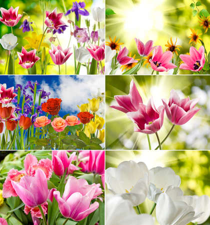 image of beautiful flowers in the garden close upの写真素材