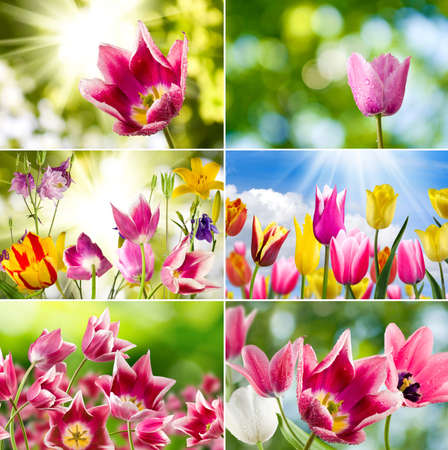 image of beautiful flowers in the garden close upの写真素材