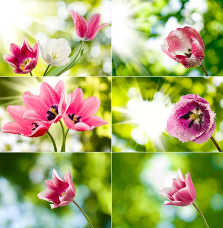image of beautiful flowers in the garden close upの写真素材