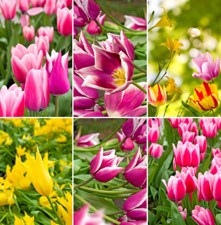 image of beautiful flowers in the garden close upの写真素材