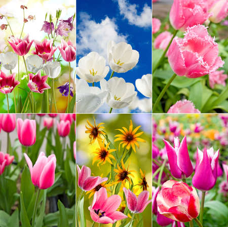 image of beautiful flowers in the garden close upの写真素材