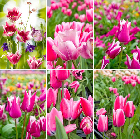 image of beautiful flowers in the garden close upの写真素材
