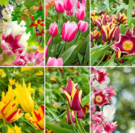 image of beautiful flowers in the garden close upの写真素材