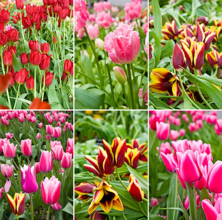 image of beautiful flowers in the garden close upの写真素材