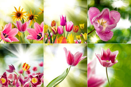 image of beautiful flowers in the garden close upの写真素材