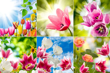 image of beautiful flowers in the garden close upの写真素材