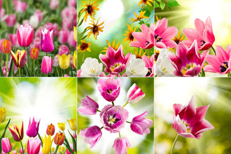 image of beautiful flowers in the garden close upの写真素材